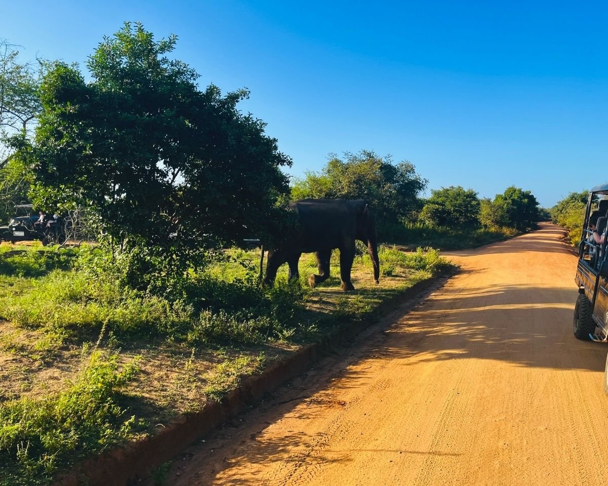Wild elephant passing safari jeeps in Udawalawe National Park