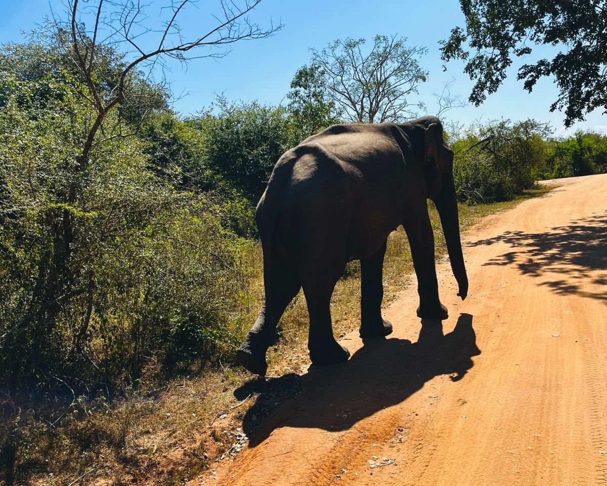 Wild Asian elephant walking along a safari track in Udawalawe National Park