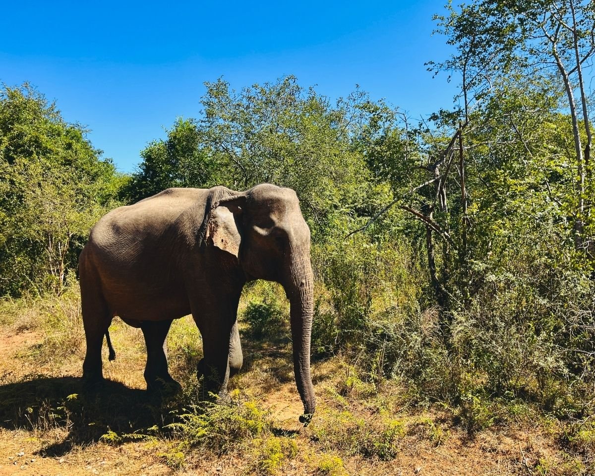 Wild Asian elephant moving through scrubland in Udawalawe National Park