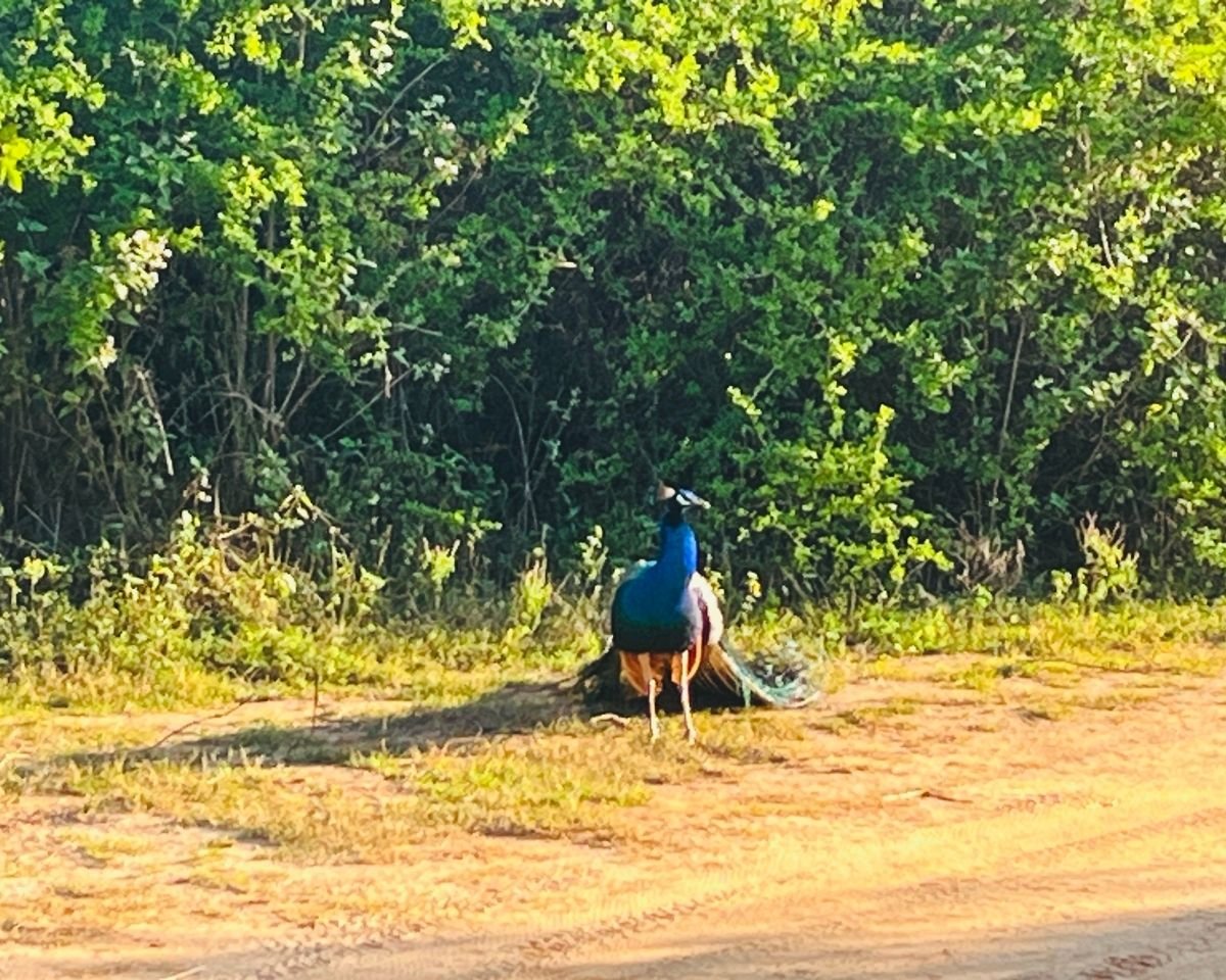 Indian peafowl standing beside a safari road in Udawalawe National Park