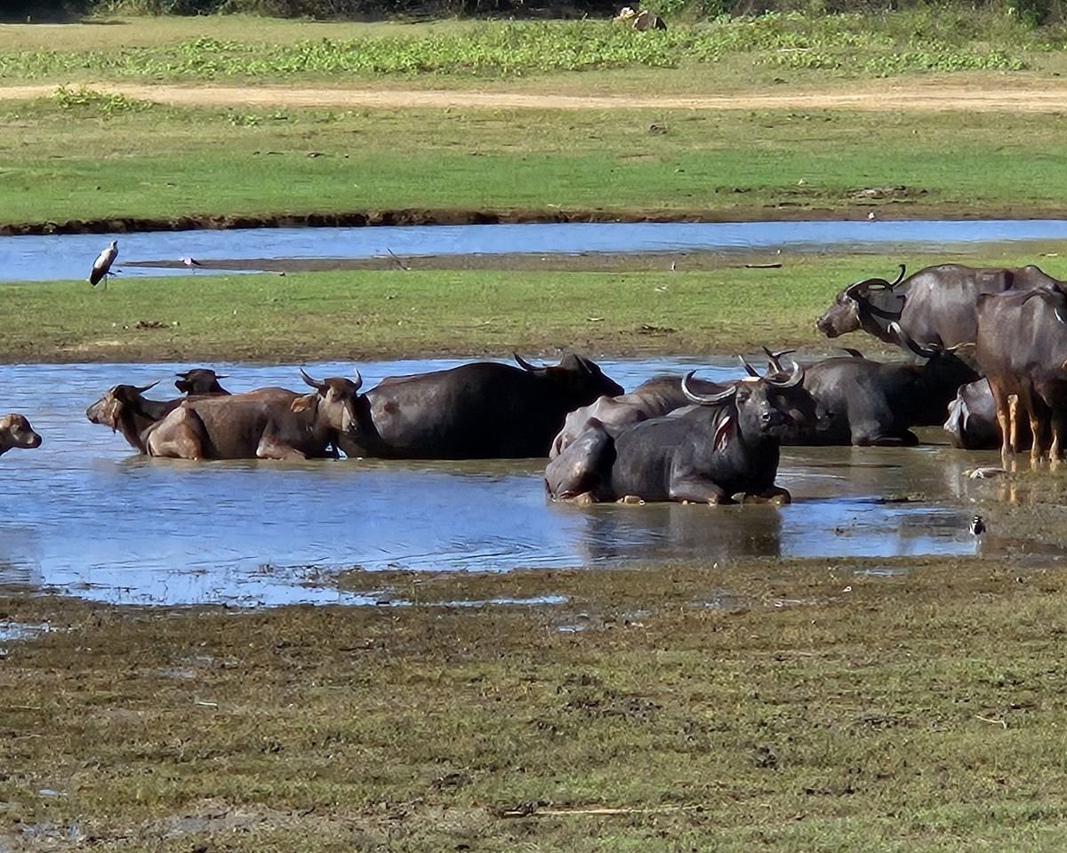 Herd of water buffalo resting in a muddy waterhole at Udawalawe National Park