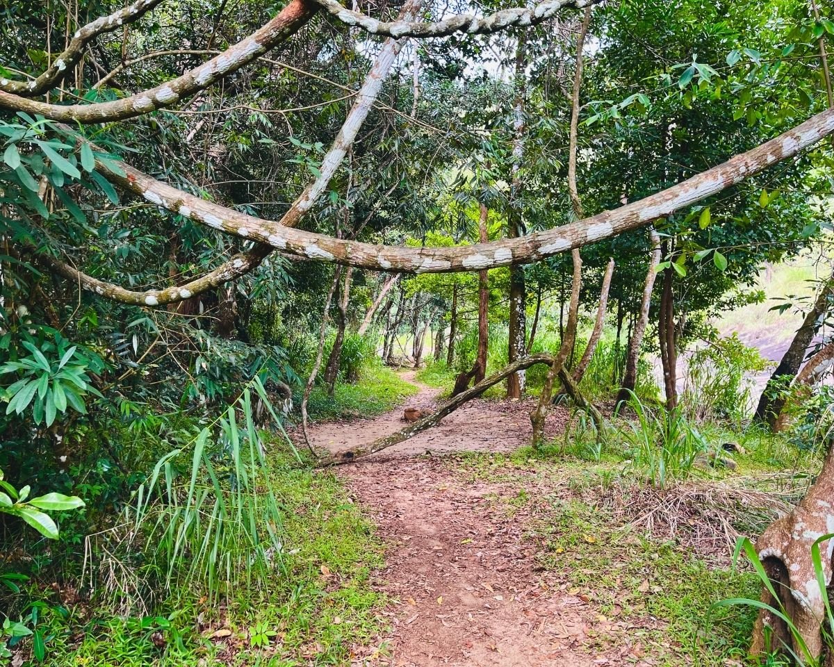 Jungle path following the river upstream