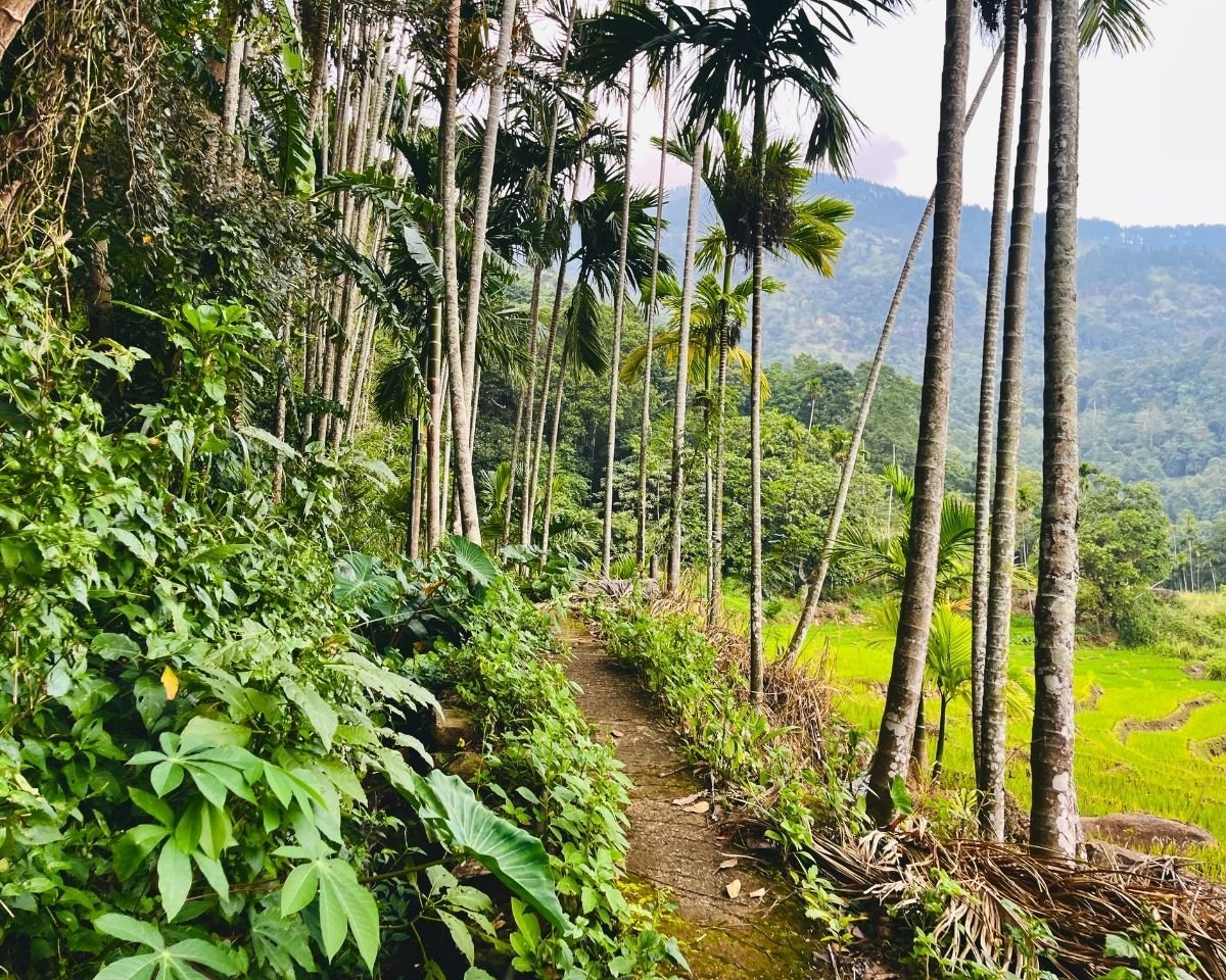 Village footpath lined with areca palms and home gardens
