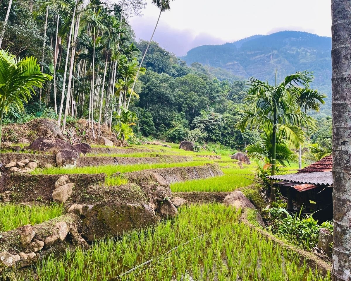 Terraced paddy fields along the trail to Wisari Waterfall
