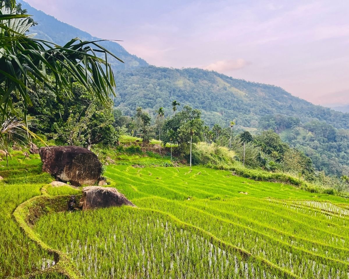 Paddy terraces overlooking the hills surrounding Ella