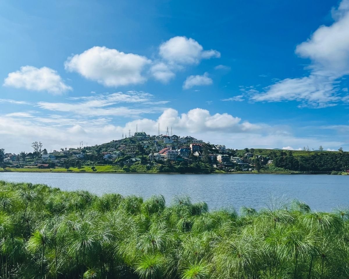 Gregory Lake with papyrus reeds in foreground and hillside town with houses under blue sky and clouds Nuwara Eliya