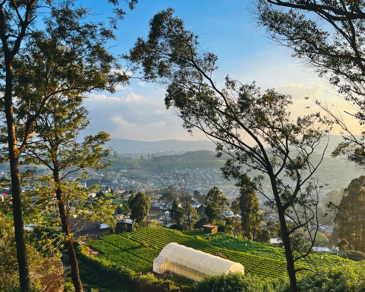 Tea farm with polytunnel and Nuwara Eliya town view from Lovers Leap Falls trail framed by eucalyptus trees Sri Lanka
