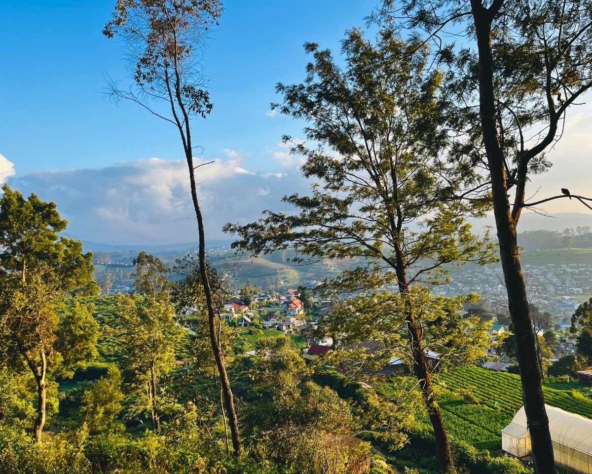 View of Nuwara Eliya town and tea estates from Lovers Leap Falls trail with eucalyptus trees and blue sky Sri Lanka
