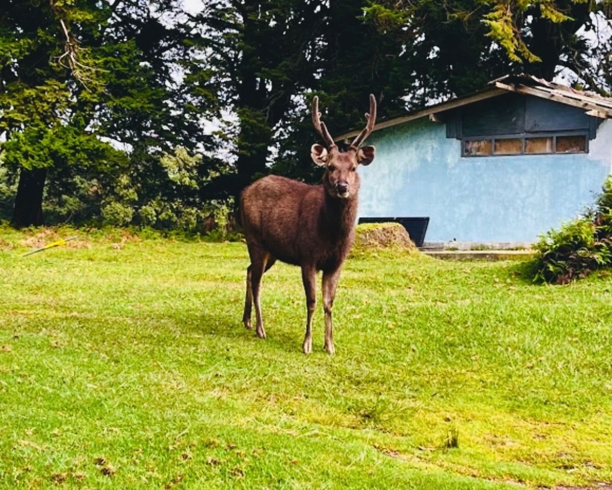 Male sambar deer with velvet antlers standing on grass near building at Horton Plains National Park, Sri Lanka