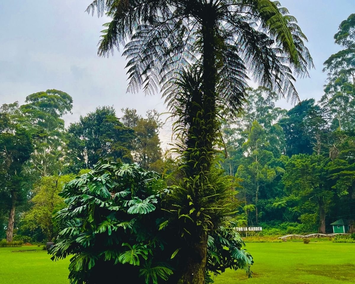 Tree fern and monstera plants with Victoria Garden sign and lawn at Victoria Park Nuwara Eliya Sri Lanka