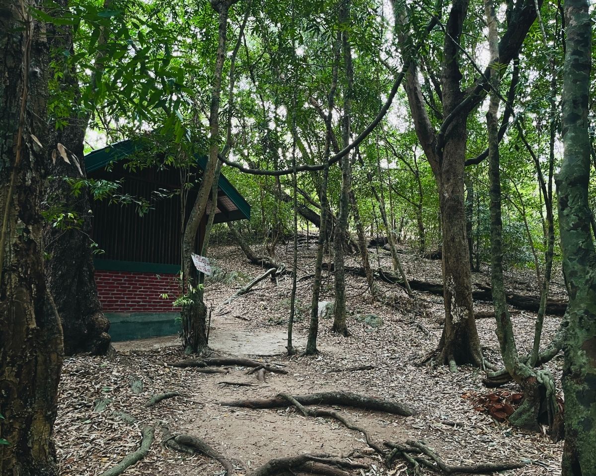 Small brick shrine with green roof beside sandy forest trail surrounded by ironwood trees with exposed twisted roots and dry leaf litter in Jathika Namal Uyana Dambulla Sri Lanka