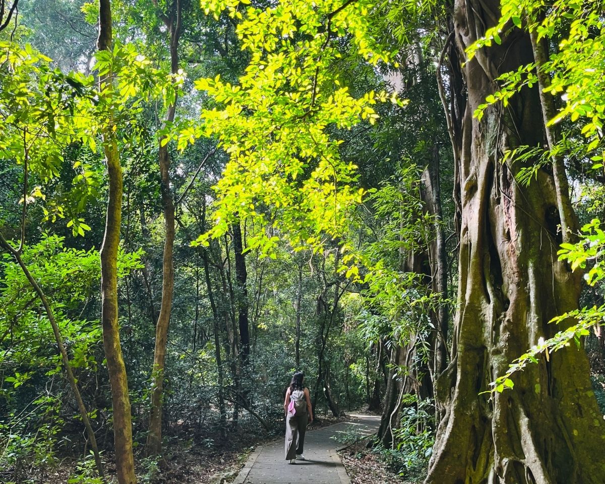 Woman hiking on sunlit paved trail through ancient ironwood trees with bright green canopy in Jathika Namal Uyana Dambulla Sri Lanka