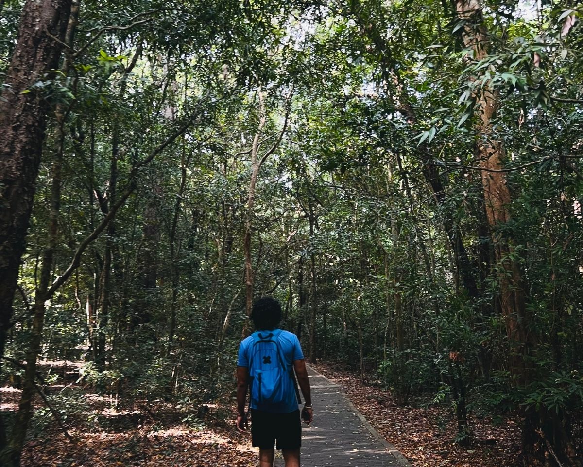 Hiker with blue backpack walking on paved trail through dense ironwood Na forest in Jathika Namal Uyana reserve to Pink Quartz Mountain Dambulla