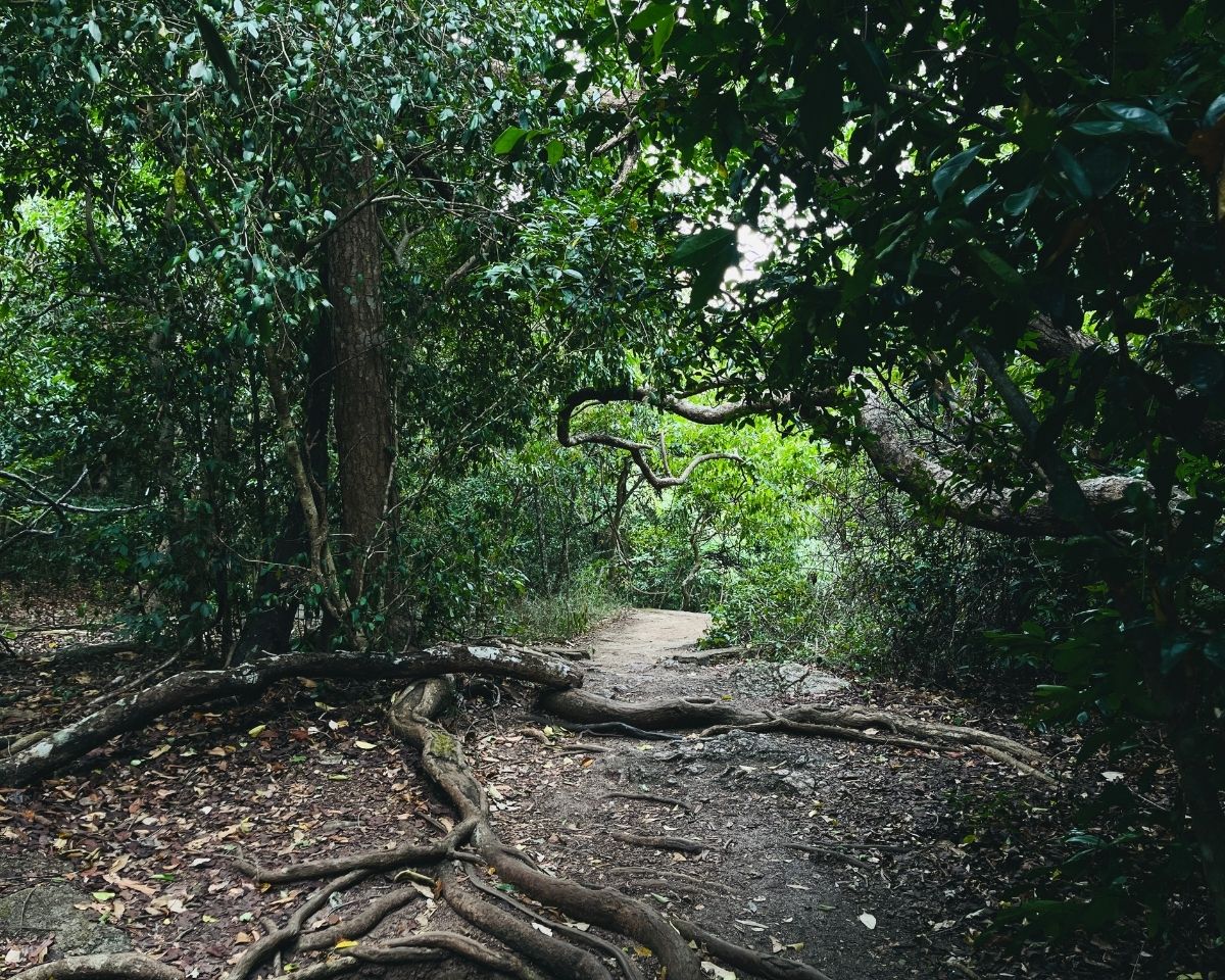 Sandy forest trail with large twisted exposed roots of ironwood trees crossing the path in dense green Jathika Namal Uyana forest Dambulla Sri Lanka