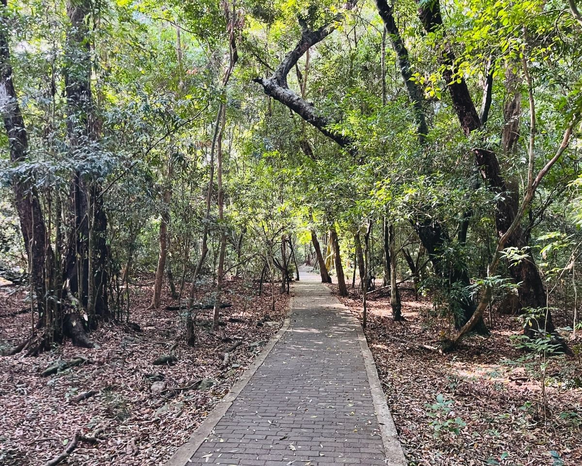 Paved trail through the ironwood Na forest inside Jathika Namal Uyana nature reserve leading to Pink Quartz Mountain Dambulla Sri Lanka
