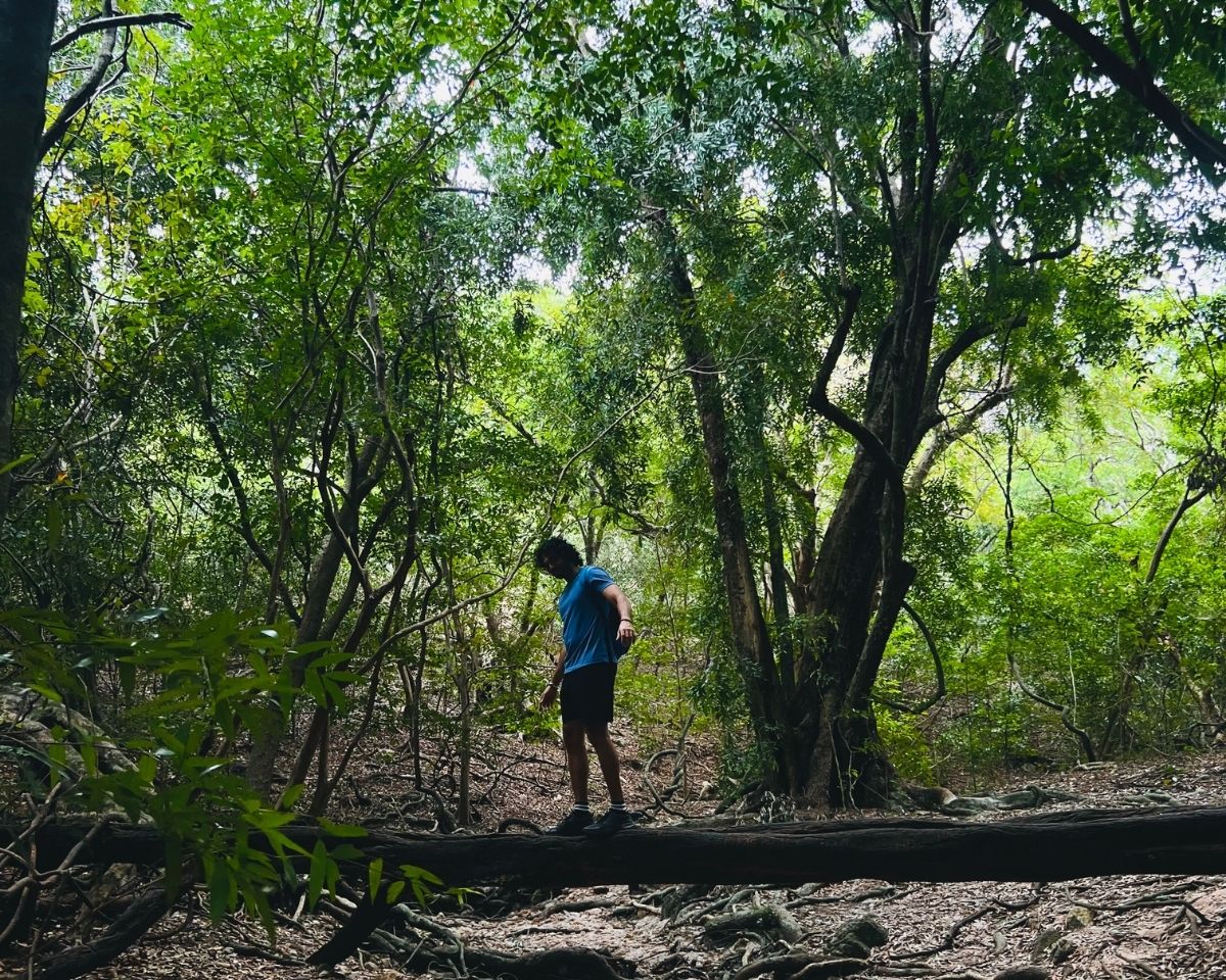 Man in blue shirt balancing on fallen tree trunk over forest roots in dense green ironwood forest of Jathika Namal Uyana Dambulla Sri Lanka