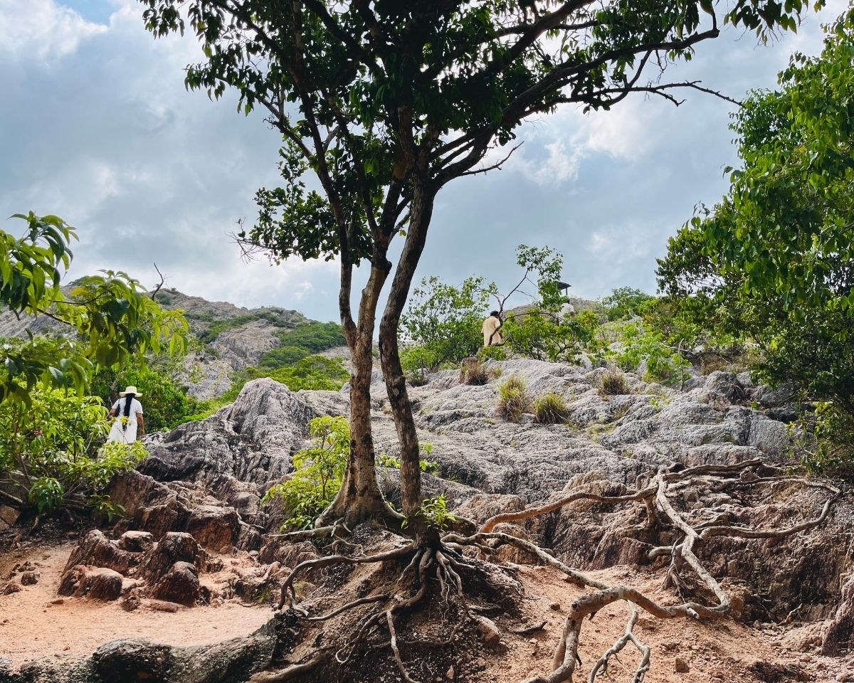 Base of Pink Quartz Mountain where rocky quartz outcrop starts to rise with exposed tree roots and hikers beginning the climb in Jathika Namal Uyana Dambulla Sri Lanka