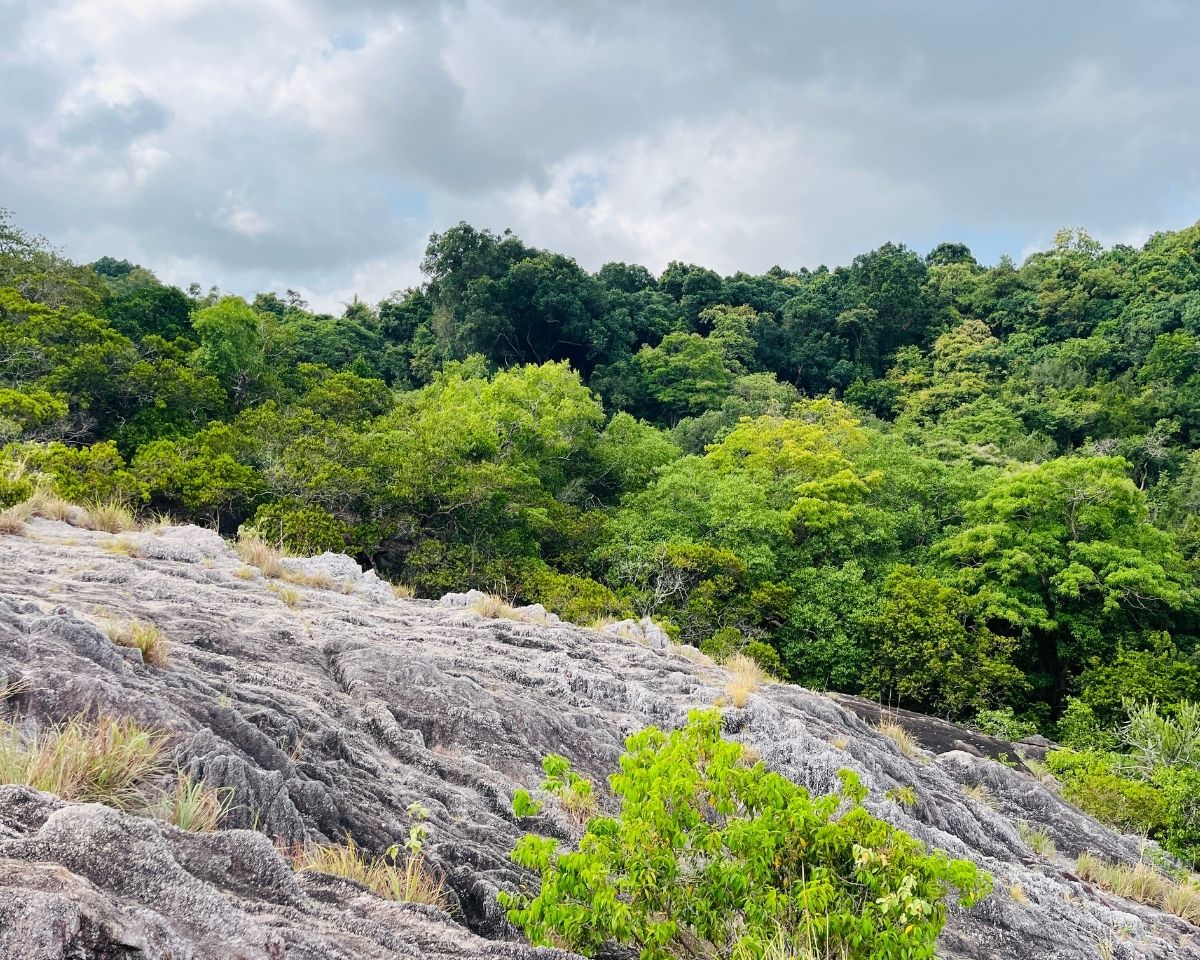 Wavy textured grey pink quartz rock surface on summit of Pink Quartz Mountain with lush green ironwood forest canopy below in Jathika Namal Uyana Dambulla Sri Lanka
