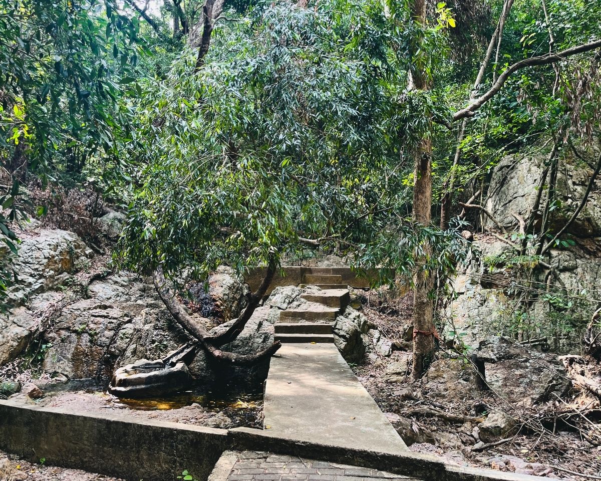 Concrete walkway and stone steps through rocky forest trail with twisted tree over small water pool on the way to Pink Quartz Mountain in Jathika Namal Uyana Dambulla
