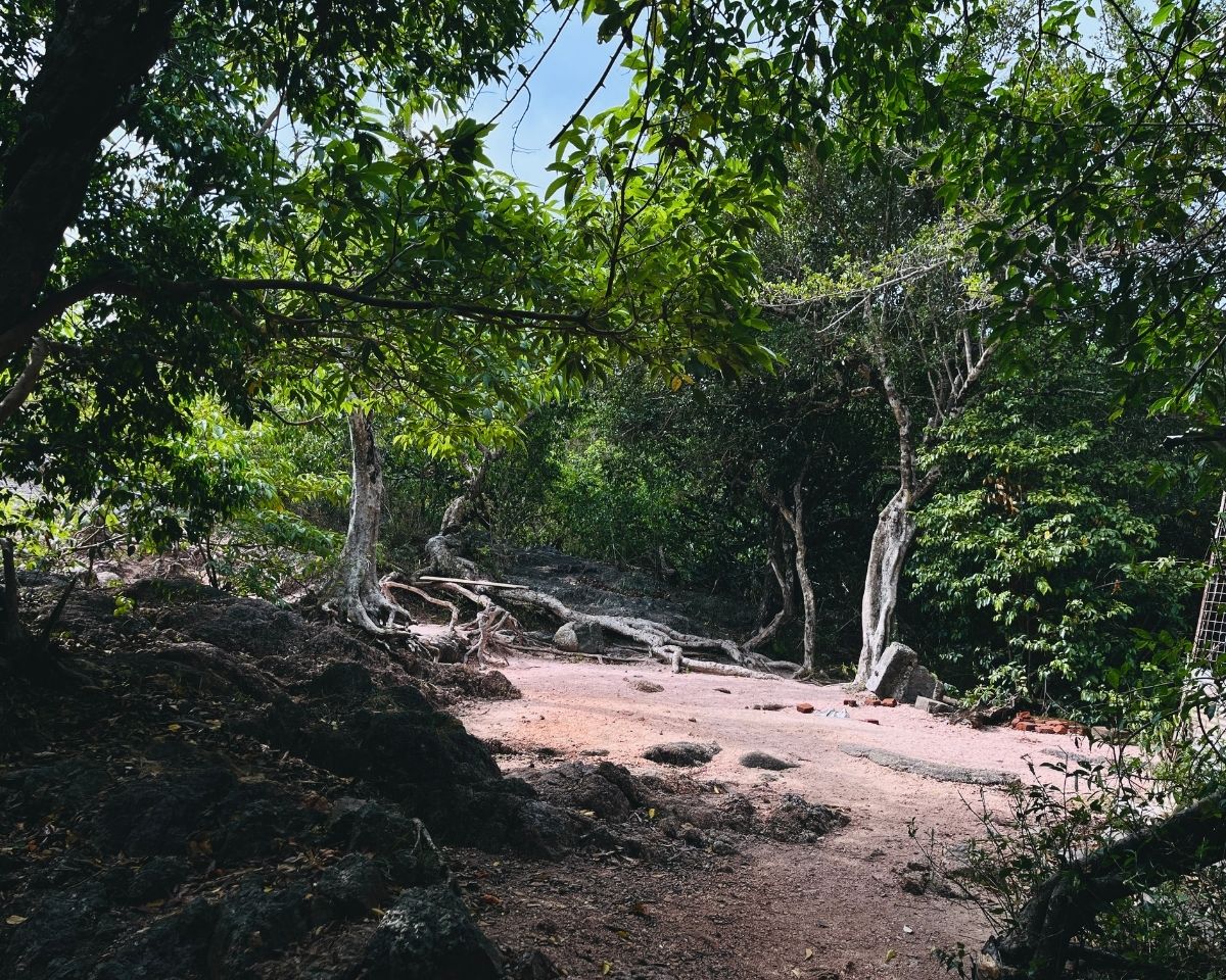 Sandy forest trail with exposed tree roots and pink quartz sand leading to Pink Quartz Mountain base in Jathika Namal Uyana ironwood forest Dambulla Sri Lanka